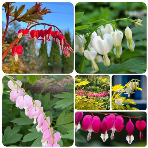200 pcs Tränendes Herz Samen - garten pflanzen blumendeko Lamprocapnos spectabilis - wildblumenwiese, kletterpflanzen winterhart schnellwachsend blumen für balkon, bio saatgut balkon