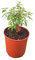 Hierba Luisa Planta Natural de Exterior y Fácil de Cuidar