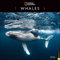 National Geographic Whales 2024 Calendar