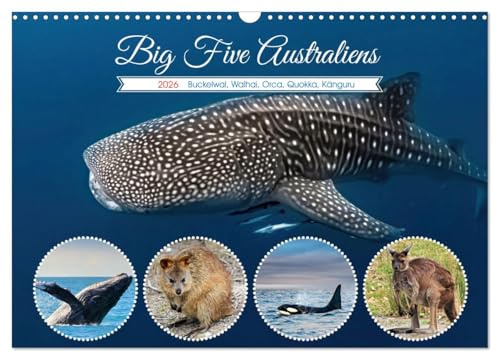 Big Five Australiens Buckelwal, Walhai, Orca, Quokka,Känguru (Wandkalender 2026 DIN A3 quer), CALVENDO Monatskalender: Die Big Five Australiens ... des Landes wider und sind of (CALVENDO Tiere)