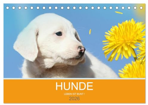 HUNDE LEBEN IST BUNT (Tischkalender 2026 DIN A5 quer), CALVENDO Monatskalender: HUNDE LEBEN IST BUNT - Fantasymotive für Hundefreunde (CALVENDO Tiere)