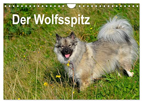 Der Wolfsspitz (Wandkalender 2026 DIN A4 quer), CALVENDO Monatskalender: Der Wolfsspitz zählt zu den ältesten Hunderassen und ist der größte Vertreter der Spitze. (CALVENDO Tiere)