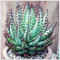 Shopmeeko 200 stücke Aloe bonsai Mix Ausgezeichnete Zimmerpflanzen Sukkulente Aloe Vera bonsai Verwendung Beauty Essbare Kosmetik Bonsai Pflanzen Anpflanzen: 18