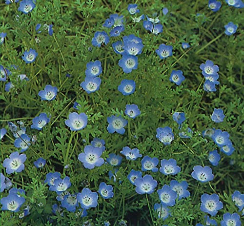 500 Nemophila Menziesii Insignis Seeds - Baby Blue Eyes - 500 Seeds