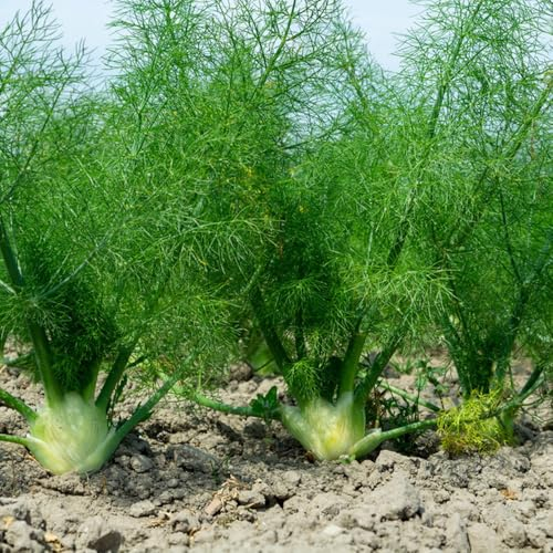 30 pcs Fenchel Saatgut - Fenchelsamen - heilkräuter, winterharte pflanzen für garten Fenchelsamen Bio - Balkon Gemüse Deko Pflanzen Seed Best Of gemüsebeet balkon, pflanzensamen pflanzendeko