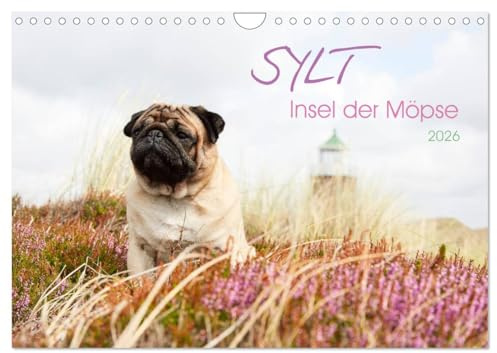 Sylt - Insel der Möpse (Wandkalender 2026 DIN A4 quer), CALVENDO Monatskalender: Sylter Sehenswürdigkeiten aus der Sicht der Hunde (CALVENDO Tiere)