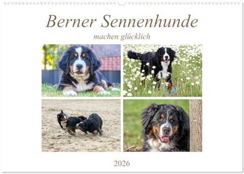 Berner Sennenhunde machen glücklich (Wandkalender 2026 DIN A2 quer), CALVENDO Monatskalender: Sennenhund Rasse (CALVENDO Tiere)