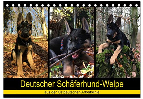 Deutscher Schäferhund-Welpe - aus der Ostdeutschen Arbeitslinie (Tischkalender 2026 DIN A5 quer), CALVENDO Monatskalender: Dieser tierische Kalender ... Weg des Erwachsen-Werdens. (CALVENDO Tiere)