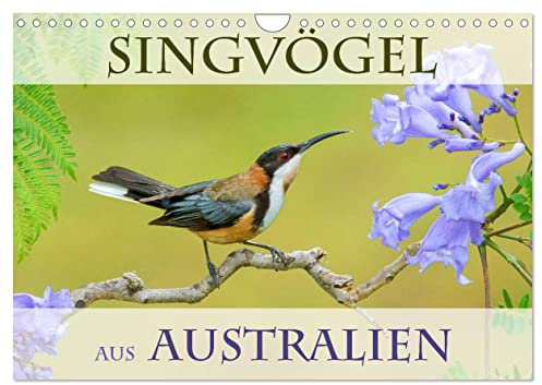 Singvögel aus Australien (Wandkalender 2026 DIN A4 quer), CALVENDO Monatskalender: Die kunterbunte Vogelwelt Australiens (CALVENDO Tiere)