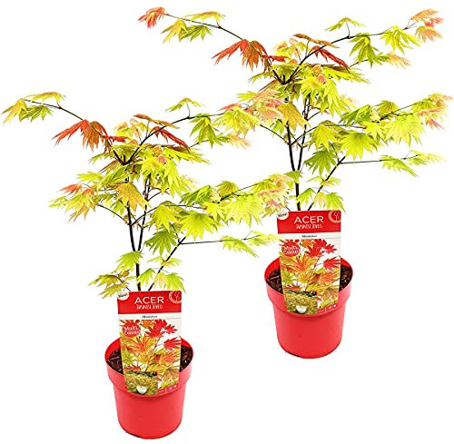 Bloomique - 2er-Set - Acer Shirasawanum Moonrise - Japanischer Ahorn - Gartenpflanzen - Winterhart - 50-70 cm Hoch - Topf 19 cm