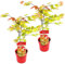 Bloomique - 2er-Set - Acer Shirasawanum Moonrise - Japanischer Ahorn - Gartenpflanzen - Winterhart - 50-70 cm Hoch - Topf 19 cm