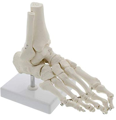 ERNZI Anatomie-Modell Fuß, Fuß-Skelett-Modell, Menschliches Fußgelenk-Modell Mit Display-Basis, Für Wissenschaftsklassenzimmer Studiendisplay Lehre Medizin