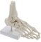 ERNZI Anatomie-Modell Fuß, Fuß-Skelett-Modell, Menschliches Fußgelenk-Modell Mit Display-Basis, Für Wissenschaftsklassenzimmer Studiendisplay Lehre Medizin