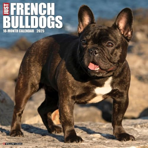 French Bulldogs 2026 12 X 12 Wall Calendar