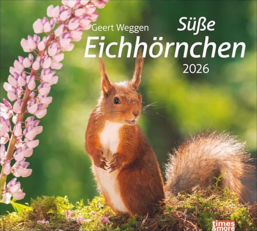 times&more Eichhörnchen Bildkalender 2026: Die niedlichen Waldbewohner in einem dekorativen Wandkalender, fotografiert von Geert Weggen. times&more Tier-Kalender. (times&more Kalender Heye)
