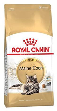 Royal Canin Maine Coon Adult | 2 kg | Trockenfutter für Katzen | Angepasst auf den Bedarf von Maine Coon Katzen | Zur Unterstützung der Gelenke und Knochen