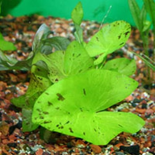 2 x Live Aquarium Bulb - Green Tiger Lotus - Plant Tropical Fish Tank Hide for Betta