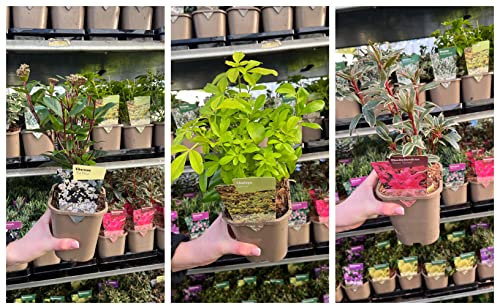 3 Mixed Evergreen Shrubs | Supplied in 1L Growers pots | Hardy & Evergreen