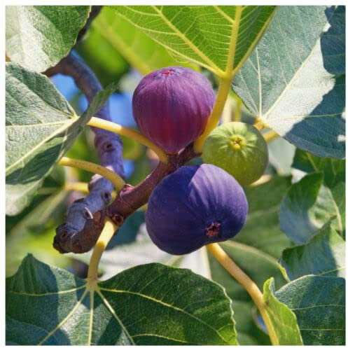 1 x Large Fig Tree 'Brown Turkey' in a 2L Pot