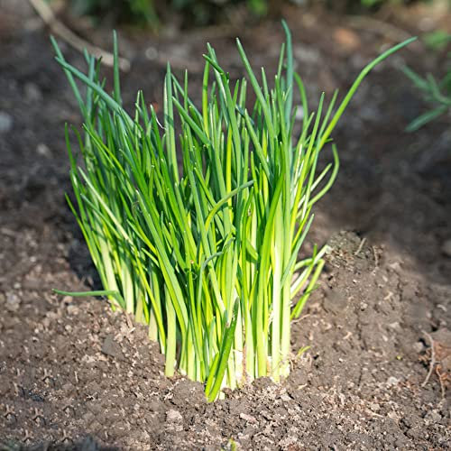 Semi Di Erba Cipollina Pianta Verdura Balcone Bonsai Semi Di Cipollotto Semi Di Ortaggi Semi Di Erbe Verdure Invernali Piante Resistenti Per Giardino Semi Di Piante Cipollotto 200 Semi Erba Cipollina