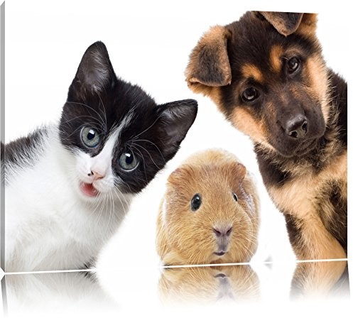 Pixxprint Lustiges Trio Hund Katze Meerschwein, Größe: 80x60cm, Leinwandbild, fertig gespannt, Wandbild, Dekoration, Kunstdruck, kein Poster