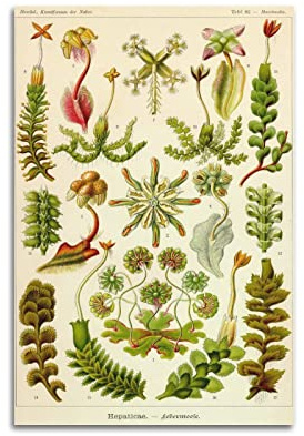 JAHER Ernst Haeckel Gemälde Kunstwerke (Pflanzen) Druck Poster Leinwand Wandkunst Dekorativ Schlafzimmer Modern Home Druck Bild Kunstwerke 40 x 60 cm