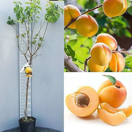 SAVINI VIVAI Pianta di Albicocco San Castrese Piante da Frutto in Vaso 22-24 cm 2-3 Anni Altezza 130-150 cm Made in Italy