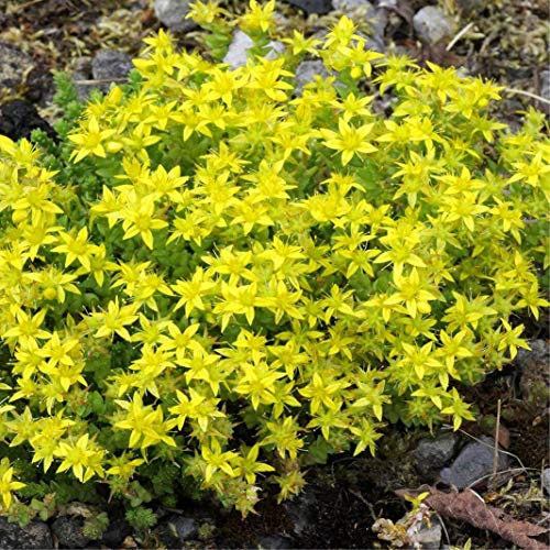 Sedum sarmentosum- Oro musgo de uva de gato (100 semillas), resistentes a la sequía