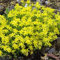 Sedum sarmentosum- Oro musgo de uva de gato (100 semillas), resistentes a la sequía