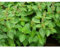50 graines - Basil- Girofle parfumées