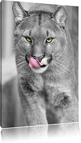 Pixxprint anmutiger Puma B&W, Größe: 80x60cm, Leinwandbild, fertig gespannt, Wandbild, Dekoration, Kunstdruck, kein Poster