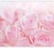murando - Vlies Fototapete Blumen Rosen 450x315cm- Foto Tapete Schlafzimmer Wohnzimmer Vliestapete XXL Wandtapete Motivtapeten Bildtapete 3d Effekt Wand Dekoration - rosa Pflanzenmotiv b-B-0471-a-a