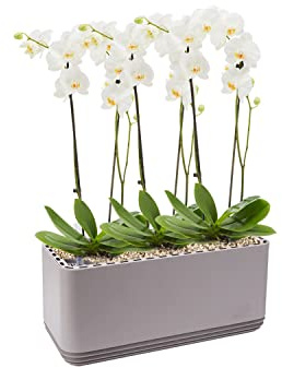 AIRY System L inkl. 3 Orchideen & Airy Base Substrat • Natürlicher Luftreiniger eliminiert Schadstoffe, Allergene & Gerüche • Für Räume mit ca. 30qm • Made in Germany, 3304-619 grau-grau