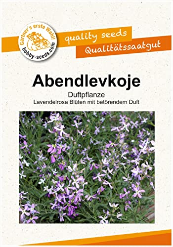 Blumensamen Abendlevkoje/Gemshorn Portion