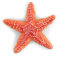 Papo- Seestern das Universum Marin Figur, 56050, Mehrfarbig