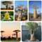 100 pcs Affenbaum Kaufen Samen steingartenpflanzen winterhart Baobab Baum Kaufen, Adansonia digitata, bonsai tree saatgut, garten geschenk kräuter pflanzen bonsai topf baumsamen topfpflanzen