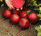 Portal Cool Gemüse - Saatband - Rote Beete - 5 Meter Band - 110 Seeds - Easy Sow