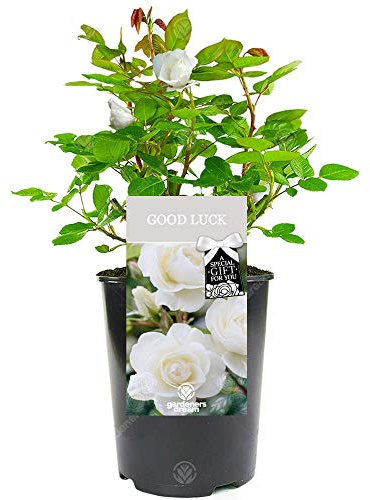 Good Luck Rose - Say Good Luck to Someone Special for a New Job, Exams with a Unique Living Plant Gift
