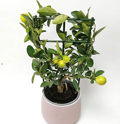 Lemon Tree - Indoor Citrus Plant in 14cm Pot