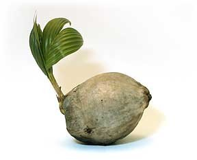 Sprouted Coconut Palm Tree Plant