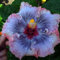 20 Rare Blau, Rosa, Lila Hibiskus Samen Riesen-Blüten Tropical Garden Exotic