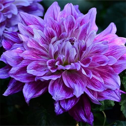 Dahlien Zwiebeln, Winterhart, Winterhart Zwiebeln, Dahlie knolle/Dahlien Knollen Winterhart MehrjäHrig/Dahlienknollen Dahlie/Pompon Dahlie, Einfach Zu ZüChten, Dahlienknollen, 4zwiebeln-C