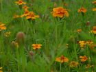 1 kg Tagetes x patula Single Gold (Ground Control-EU5) zur biologischen Nematodenbekämpfung