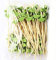 AILEXI Cocktail-sticks 100 zählt holz zahnstocher partei liefert rüschen finger essen früchte sandwich knabber - Grüne Blätter