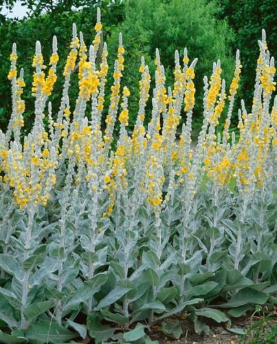 Verbascum bombyciferum 'Polarsommer' 9x9 cm Topf – Winterhart, Pflegeleicht – Königskerze – Beetpflanze für sonnige Beete & Steingarten
