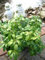 Dickmannchen - Ysander Pachysandra terminalis 5-7 Triebe im Topf VE 50 Pflanzen