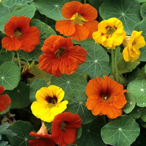 Kapuzinerkresse Samen rankender Mix