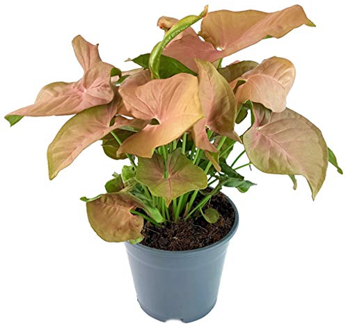 Fangblatt - Syngonium 'Pink' - zarte Purpurtute im Ø 14 cm Topf - freundliches Pfeilblatt - pflegeleichte Zimmerpflanze