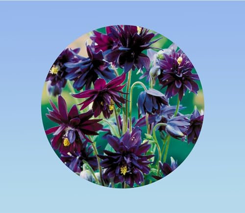 lot de 200 graines ancolie violet/purple - aquilegia vulgaris