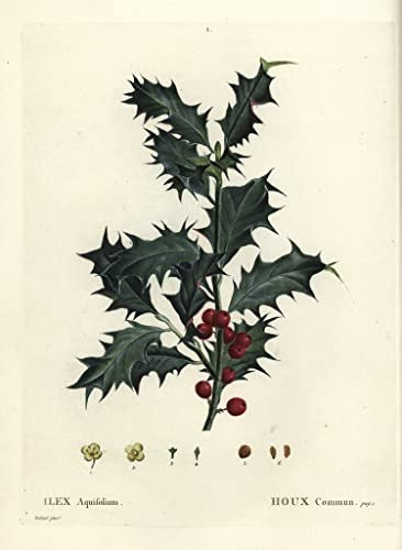 ZHAOSHAN canvas painting pictures poster 58x90cm no frame Common holly Ilex aquifolium by Pierre Joseph Redouté